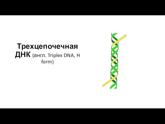 Трехцепочечная ДНК (англ. Triplex DNA, H form)