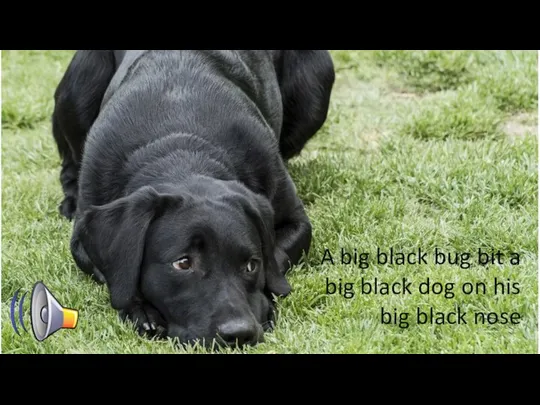A big black bug bit a big black dog on his big black nose