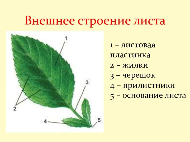 Внешнее строение листа 1 – листовая пластинка 2 – жилки 3