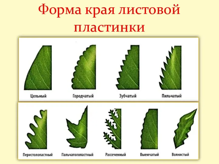 Форма края листовой пластинки