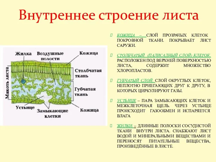 Внутреннее строение листа КОЖИЦА – СЛОЙ ПРОЗРАЧЫХ КЛЕТОК ПОКРОВНОЙ ТКАНИ. ПОКРЫВАЕТ