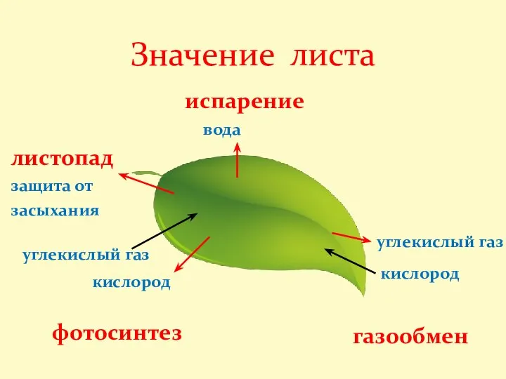 испарение вода листопад защита от засыхания Значение листа углекислый газ углекислый газ кислород кислород фотосинтез газообмен