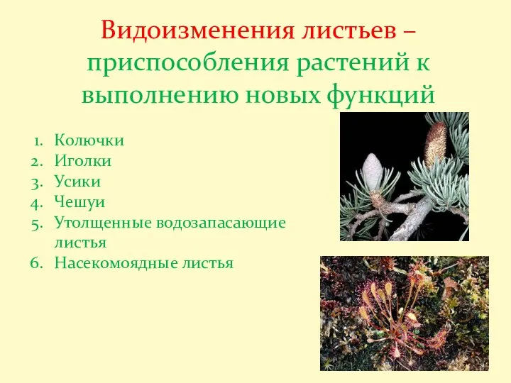 Видоизменения листьев – приспособления растений к выполнению новых функций Колючки Иголки