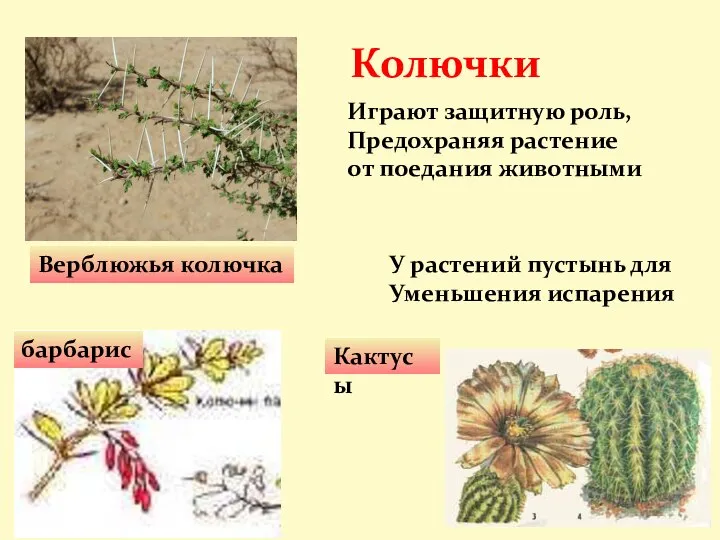 Колючки Верблюжья колючка Кактусы барбарис Играют защитную роль, Предохраняя растение от