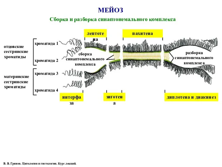 МЕЙОЗ Сборка и разборка синаптонемального комплекса отцовские сестринские хроматиды материнские сестринские