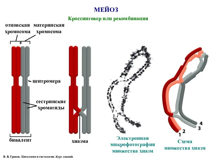 МЕЙОЗ Кроссинговер или рекомбинация отцовская хромосома Электронная микрофотография множества хиазм Схема