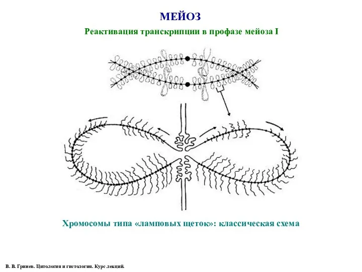 МЕЙОЗ Реактивация транскрипции в профазе мейоза I Хромосомы типа «ламповых щеток»: