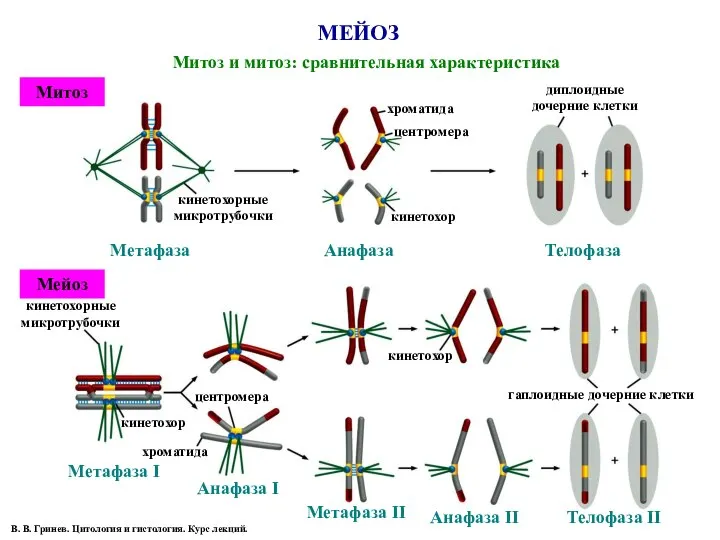 МЕЙОЗ Митоз и митоз: сравнительная характеристика кинетохорные микротрубочки Митоз Мейоз Метафаза