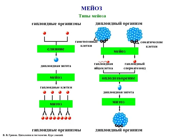 МЕЙОЗ Типы мейоза В. В. Гринев. Цитология и гистология. Курс лекций.