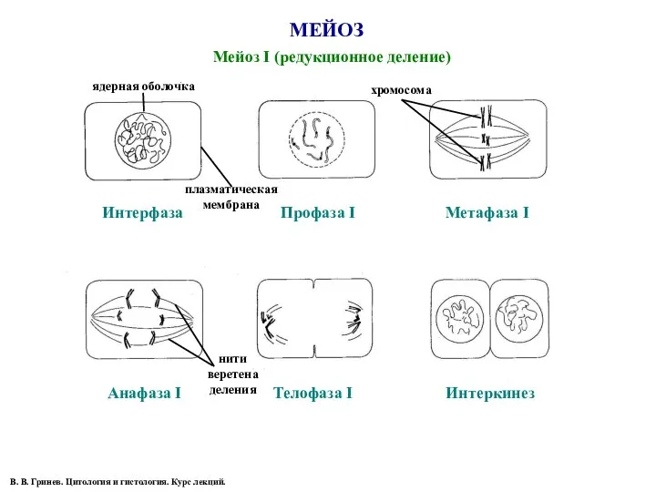 МЕЙОЗ Интерфаза Мейоз I (редукционное деление) Профаза I Метафаза I Анафаза