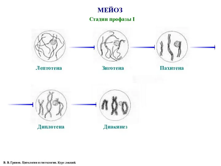 МЕЙОЗ Стадии профазы I Лептотена Зиготена Пахитена Диплотена Диакинез В. В.