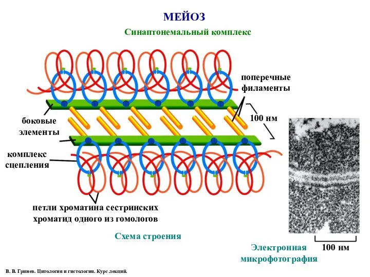 МЕЙОЗ Синаптонемальный комплекс боковые элементы комплекс сцепления петли хроматина сестринских хроматид