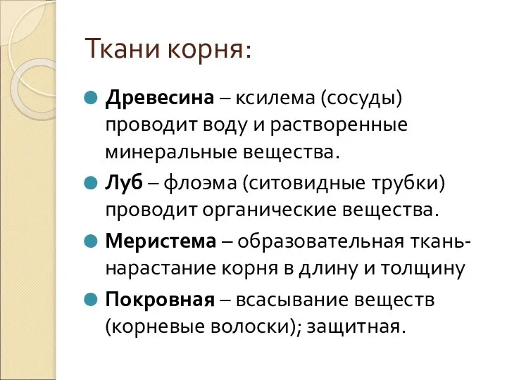 Ткани корня: Древесина – ксилема (сосуды) проводит воду и растворенные минеральные