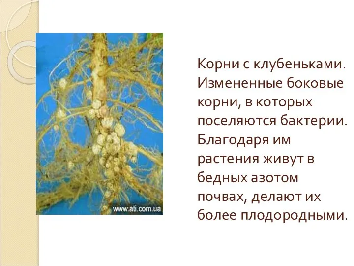 Корни с клубеньками. Измененные боковые корни, в которых поселяются бактерии. Благодаря