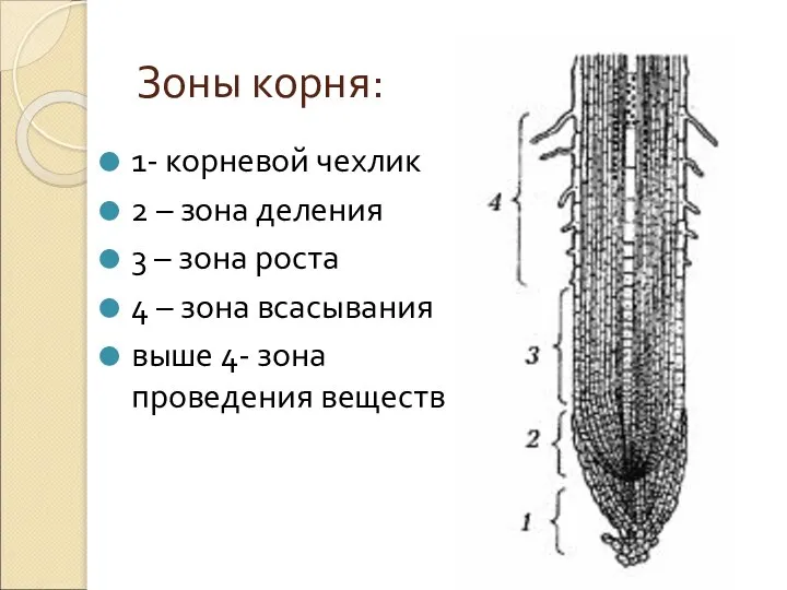 Зоны корня: 1- корневой чехлик 2 – зона деления 3 –