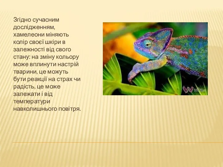 Згідно сучасним дослідженням, хамелеони міняють колір своєї шкіри в залежності від