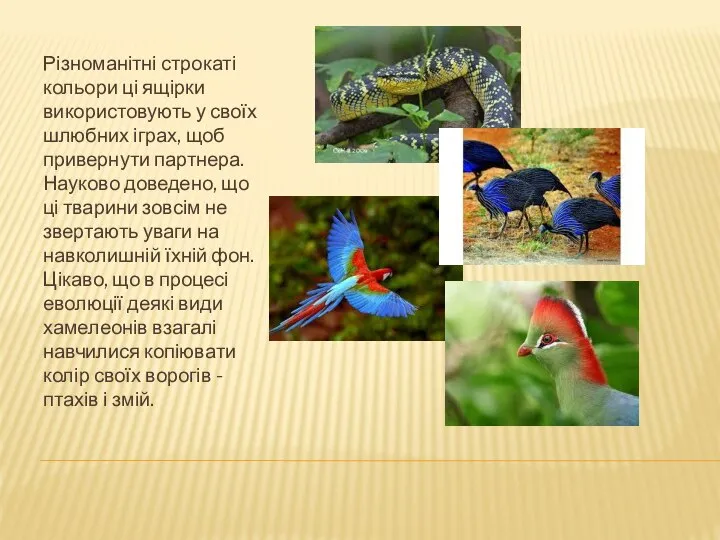 Різноманітні строкаті кольори ці ящірки використовують у своїх шлюбних іграх, щоб