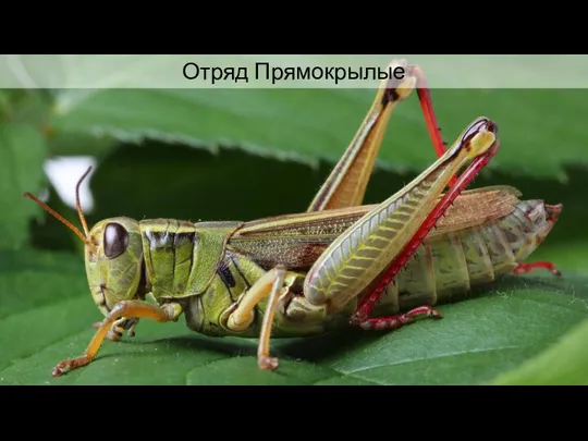 Отряд Прямокрылые