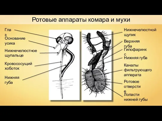 Глаз Основание усика Нижнечелюстное щупальце Кровососущий хоботок Нижняя губа Нижнечелюстной щупик