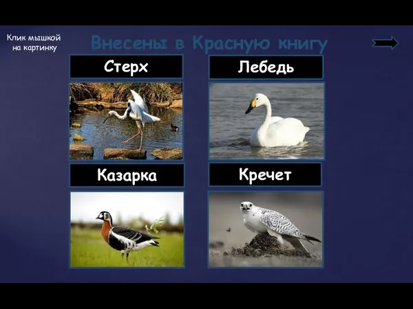 Внесены в Красную книгу Стерх Лебедь Клик мышкой на картинку Казарка Кречет