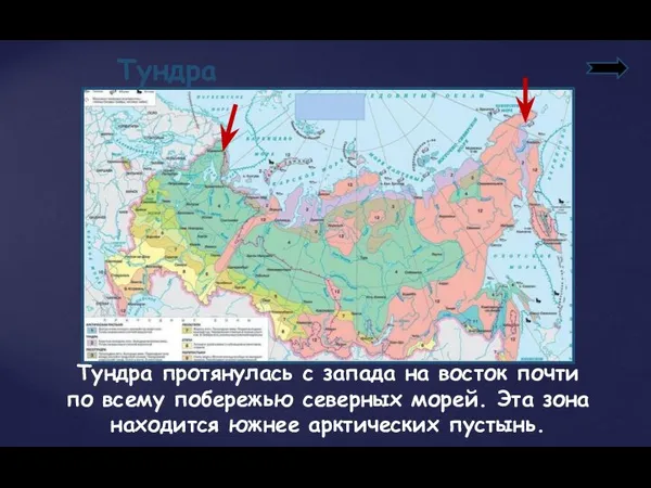 Тундра Тундра протянулась с запада на восток почти по всему побережью