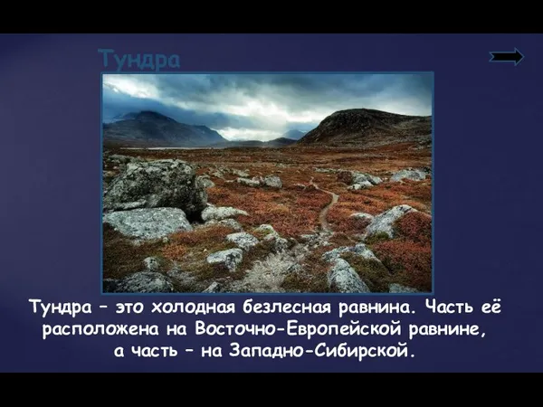 Тундра Тундра – это холодная безлесная равнина. Часть её расположена на