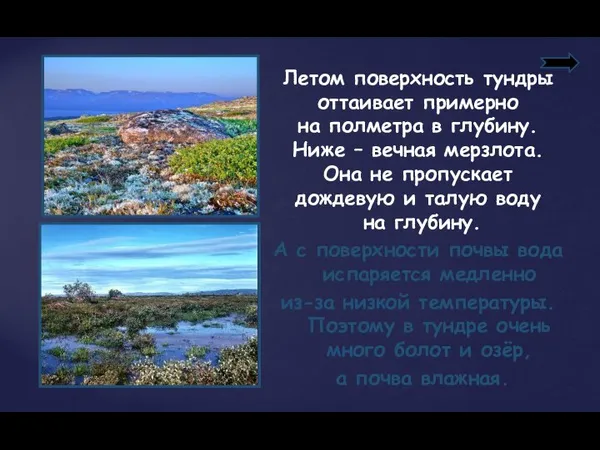 Летом поверхность тундры оттаивает примерно на полметра в глубину. Ниже –