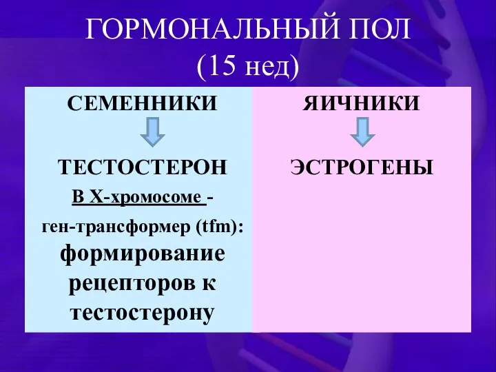 ГОРМОНАЛЬНЫЙ ПОЛ (15 нед) СЕМЕННИКИ ТЕСТОСТЕРОН В Х-хромосоме - ген-трансформер (tfm):