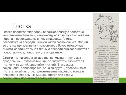 Глотка Глотка представляет собой воронкообразную полость с мышечными стенками, начинающуюся сверху