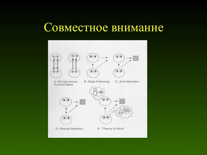 Совместное внимание