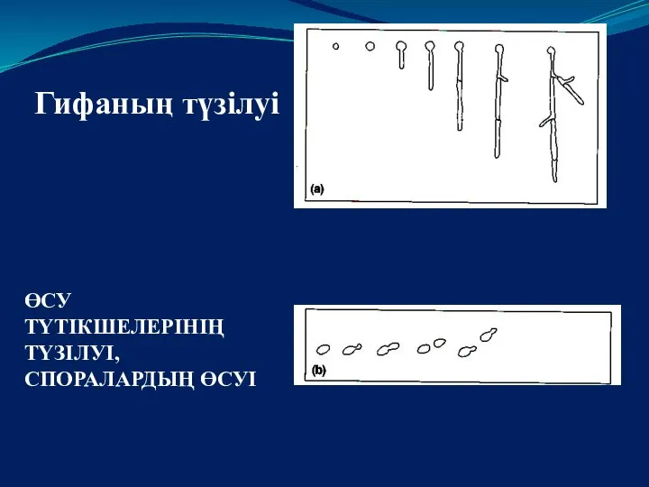 ӨСУ ТҮТІКШЕЛЕРІНІҢ ТҮЗІЛУІ, СПОРАЛАРДЫҢ ӨСУІ Гифаның түзілуі