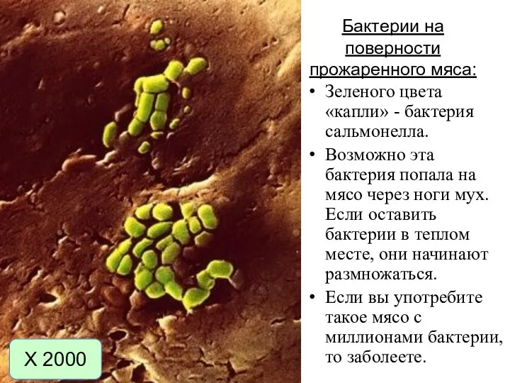 Бактерии на поверности прожаренного мяса: Зеленого цвета «капли» - бактерия сальмонелла.