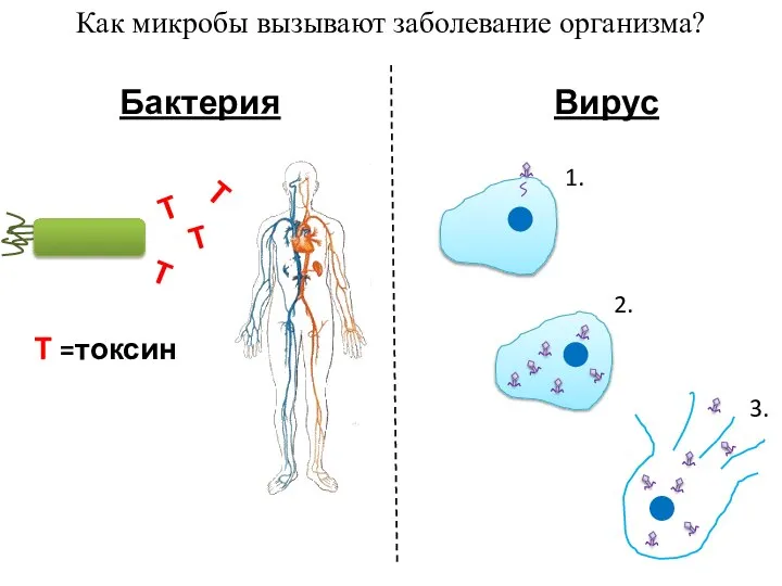 Как микробы вызывают заболевание организма? T T T T T =токсин Бактерия Вирус 1. 2. 3.