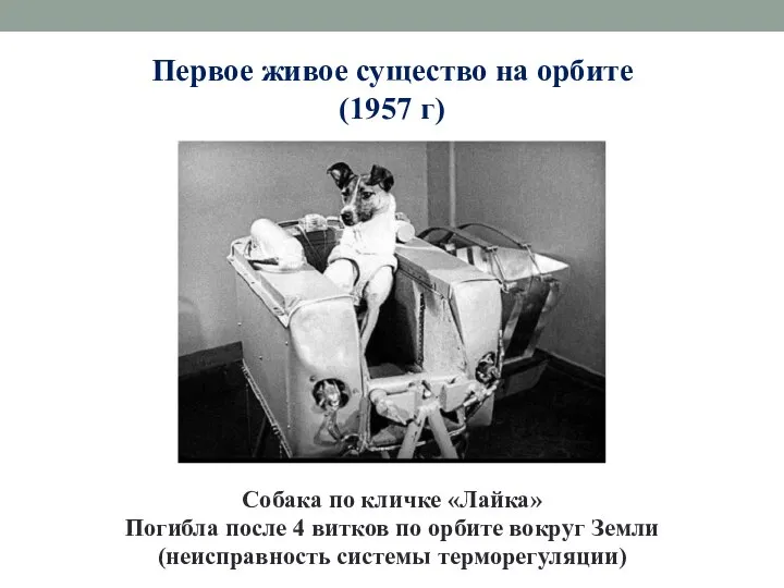 Первое живое существо на орбите (1957 г) Собака по кличке «Лайка»