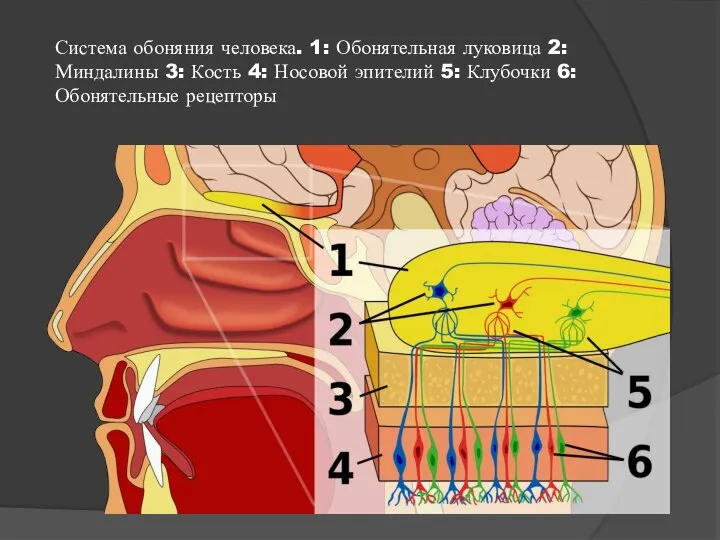 Система обоняния человека. 1: Обонятельная луковица 2: Миндалины 3: Кость 4: