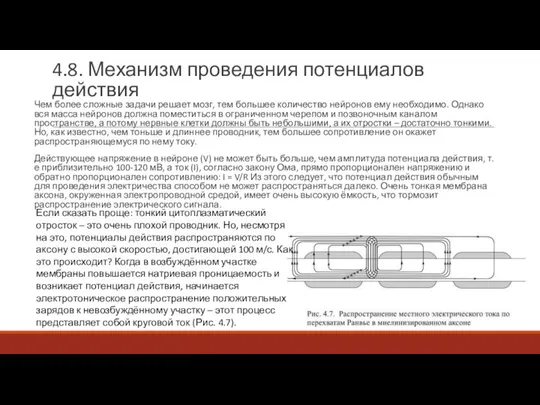 4.8. Механизм проведения потенциалов действия Чем более сложные задачи решает мозг,