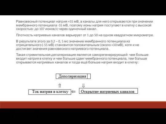 Равновесный потенциал натрия +55 мВ, а каналы для него открываются при