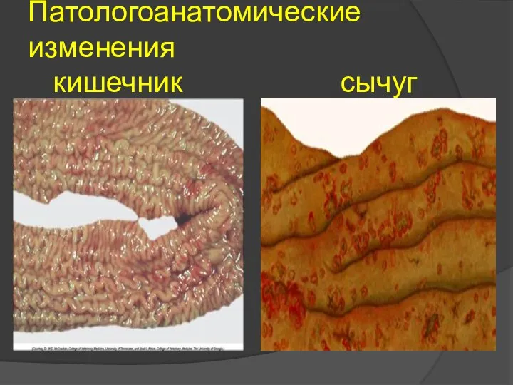 Патологоанатомические изменения кишечник сычуг