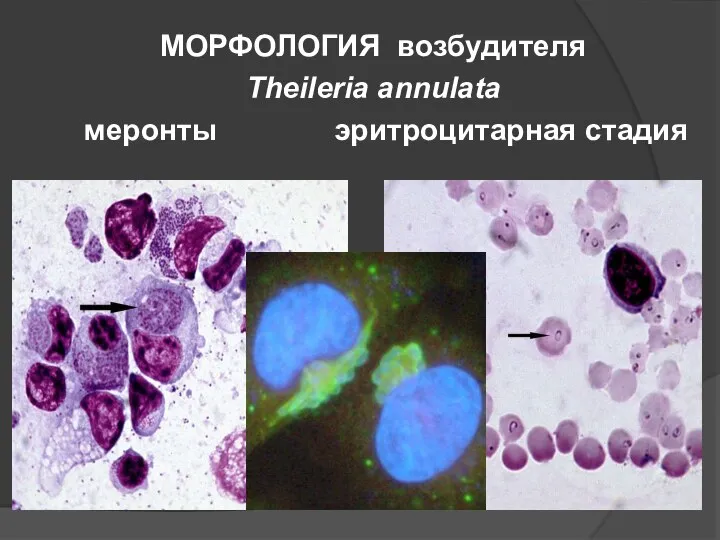 МОРФОЛОГИЯ возбудителя Theileria annulata меронты эритроцитарная стадия