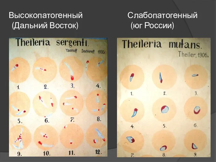 Высокопатогенный Слабопатогенный (Дальний Восток) (юг России)