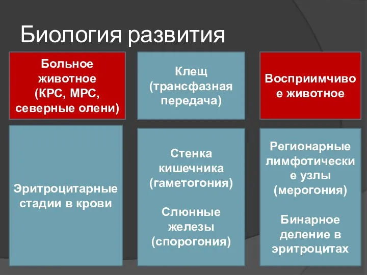 Биология развития Больное животное (КРС, МРС, северные олени) Клещ (трансфазная передача)