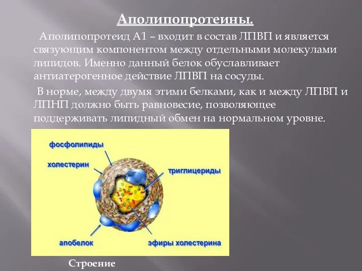 Аполипопротеины. Аполипопротеид А1 – входит в состав ЛПВП и является связующим