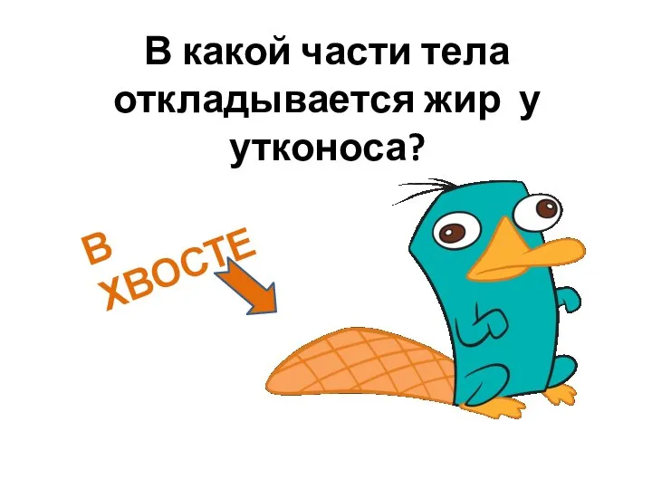 В какой части тела откладывается жир у утконоса? В ХВОСТЕ