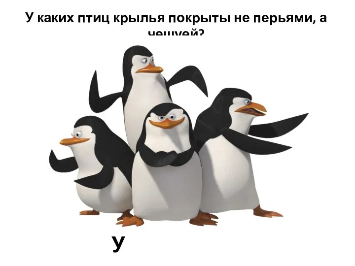 У каких птиц крылья покрыты не перьями, а чешуей? У пингвинов