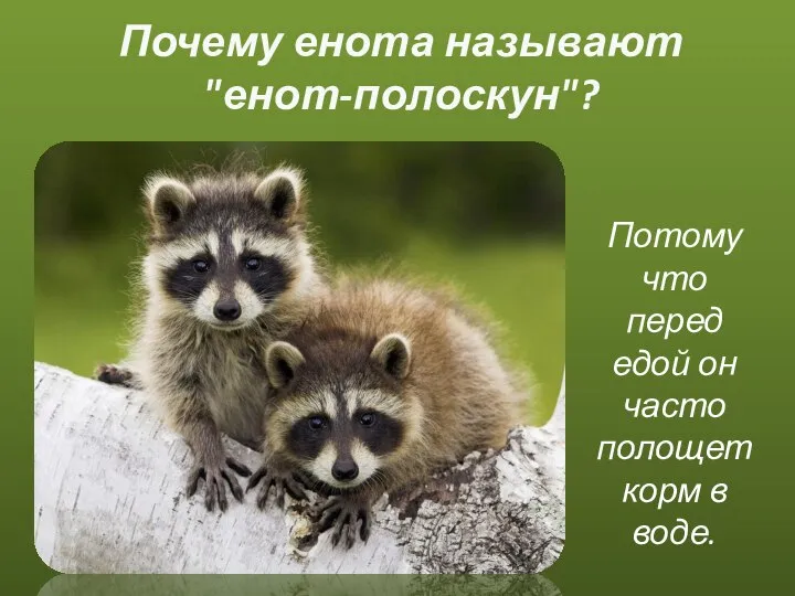 Почему енота называют "енот-полоскун"? Потому что перед едой он часто полощет корм в воде.