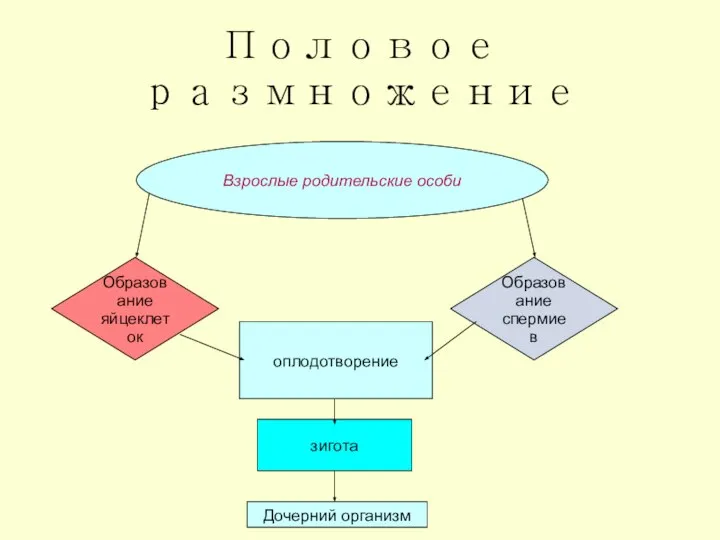 Половое размножение