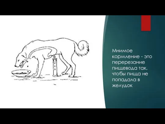 Мнимое кормление - это перерезание пищевода так, чтобы пища не попадала в желудок