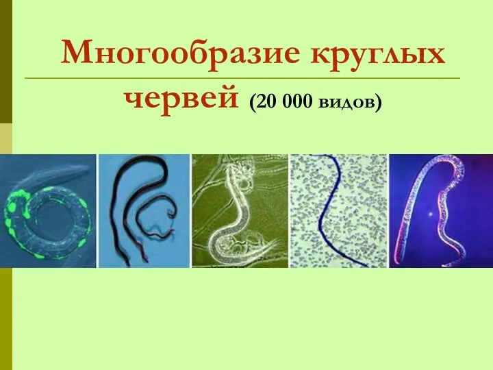 Многообразие круглых червей (20 000 видов)