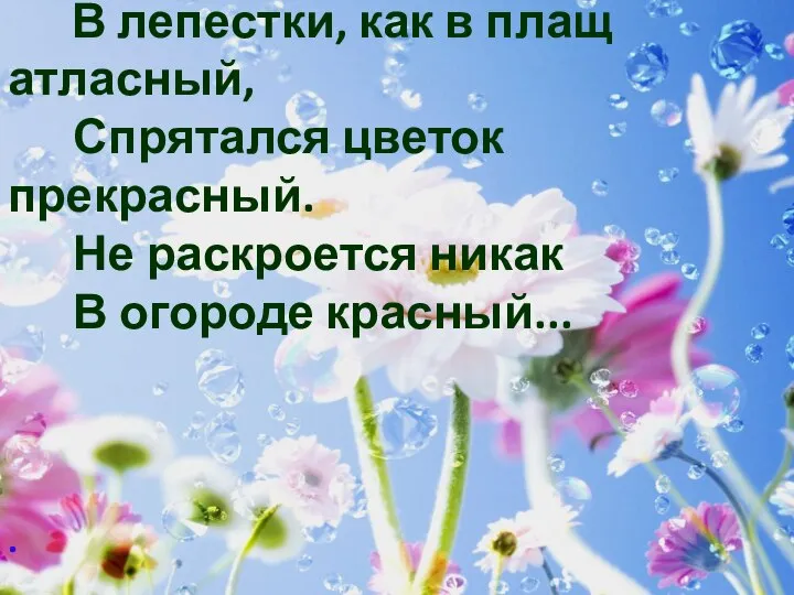 В лепестки, как в плащ атласный, Спрятался цветок прекрасный. Не раскроется никак В огороде красный... .