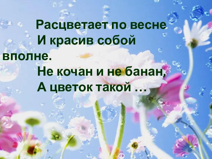 Расцветает по весне И красив собой вполне. Не кочан и не банан, А цветок такой …